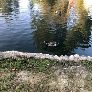 Meet your Posher, Bren